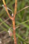 Hairy pinweed